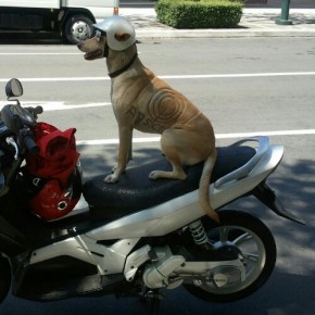 Hot Dog Hot Dog