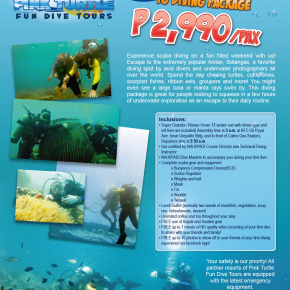 Pink Turtle Fun Dive Tours Pink Turtle Fun Dive Tours