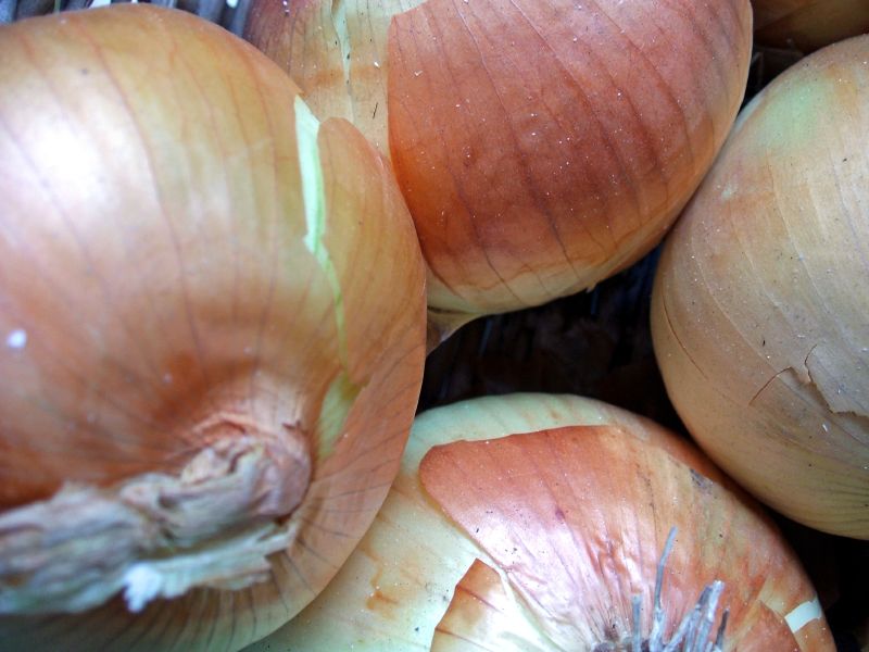 Onions by DBduo Photography