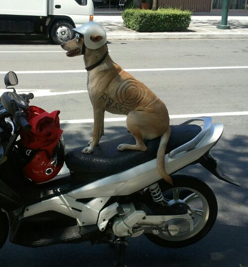 Cool dog abs-cbn