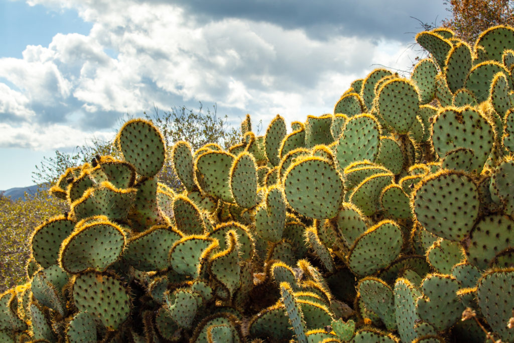 nopal cactus side effects